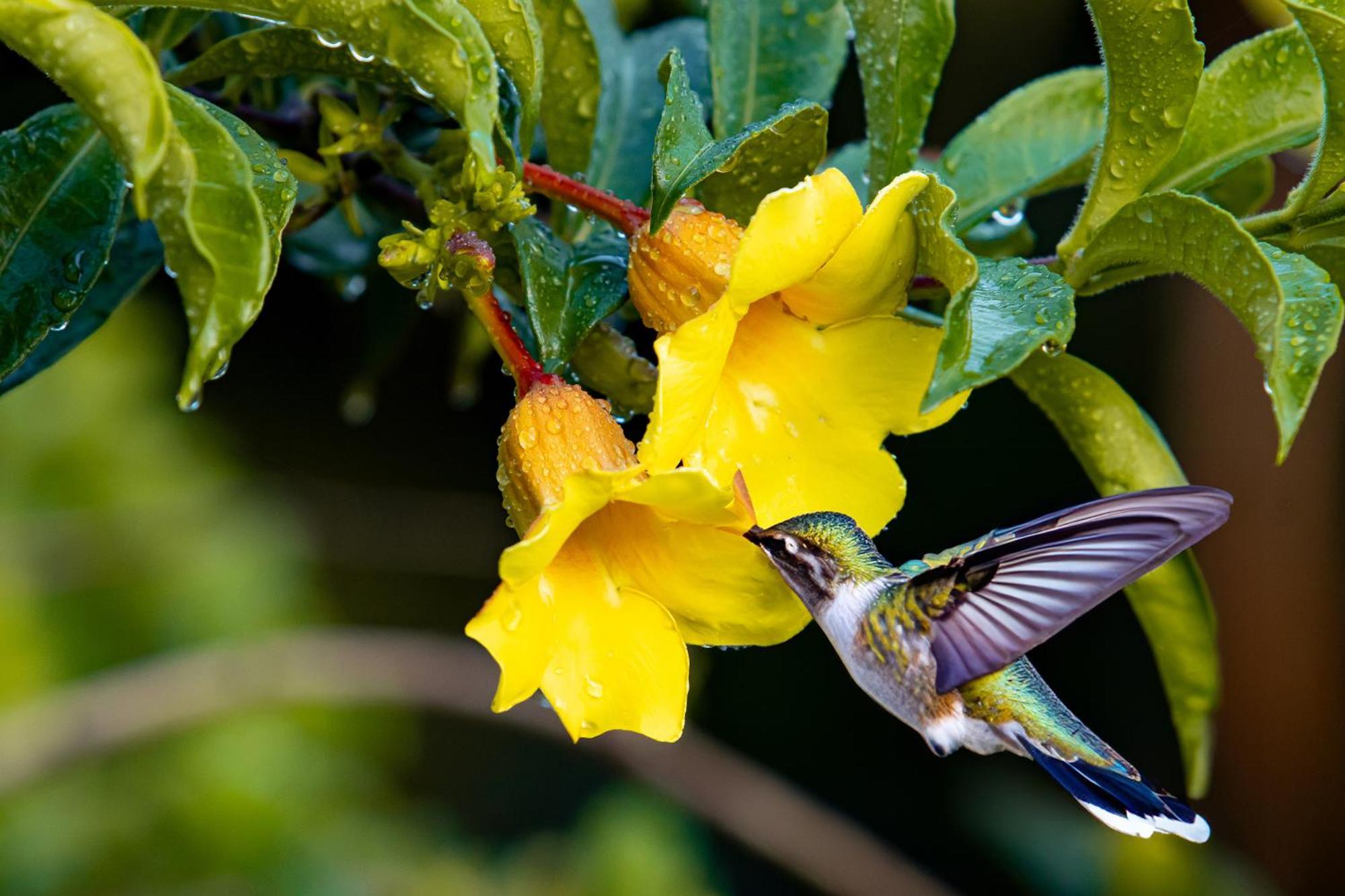 Heliconias Rainforest Lodge Bijagua Dış mekan fotoğraf