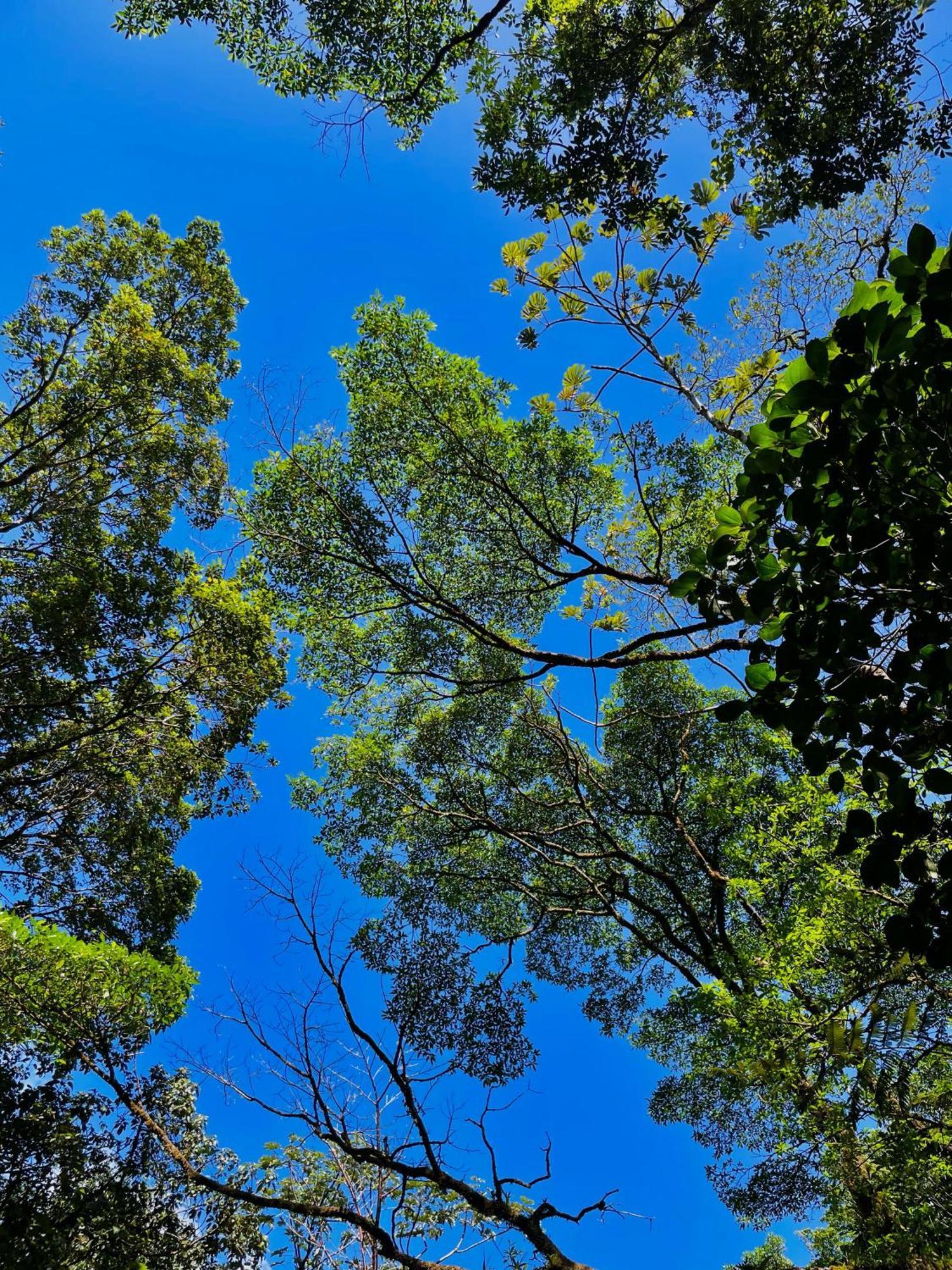 Heliconias Rainforest Lodge Bijagua Dış mekan fotoğraf